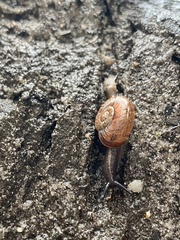 Austrorhytida capillacea