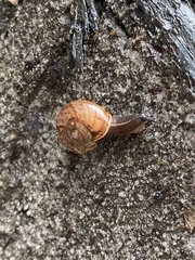 Austrorhytida capillacea