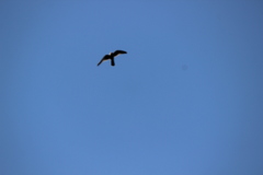 Falconiformes