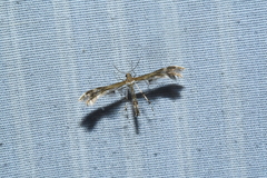 Dejongia lobidactylus