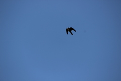Falconiformes
