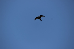 Falconiformes