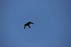 Falconiformes