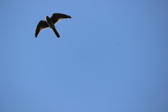 Falconiformes