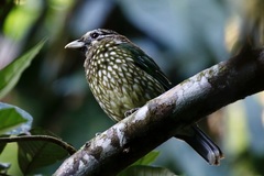 Ailuroedus maculosus