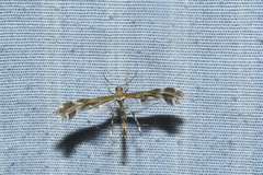Dejongia lobidactylus
