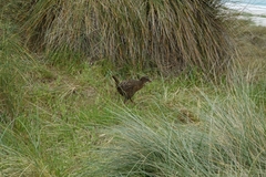 Gallirallus australis hectori