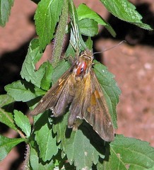 Epargyreus socus