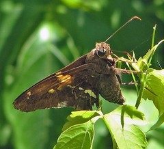 Epargyreus tmolis