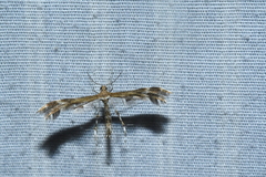 Dejongia lobidactylus