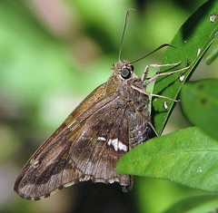 Epargyreus tmolis