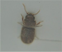 Lasioderma