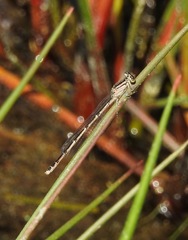 Enallagma durum