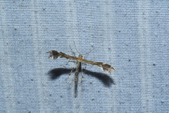 Dejongia lobidactylus