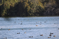 Aechmophorus occidentalis