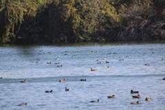 Aechmophorus occidentalis