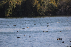 Aechmophorus occidentalis