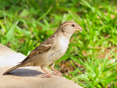 Passer domesticus