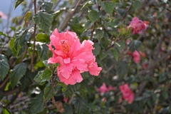 Hibiscus
