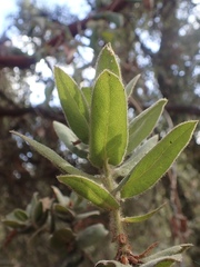 Arctostaphylos regismontana