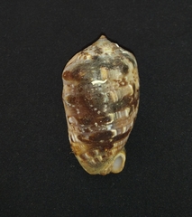 Cypraecassis coarctata