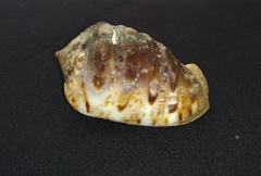 Cypraecassis coarctata
