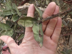 Arctostaphylos regismontana