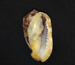 Cypraecassis coarctata