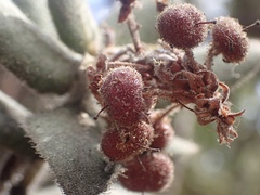 Arctostaphylos regismontana