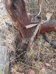 Arctostaphylos regismontana