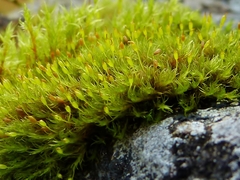 Racomitrium fasciculare