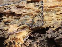 Ponera pennsylvanica