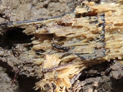 Ponera pennsylvanica