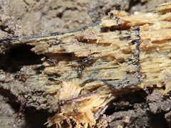 Ponera pennsylvanica