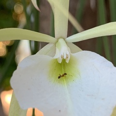 Brassavola