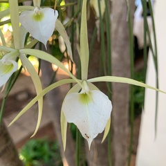 Brassavola
