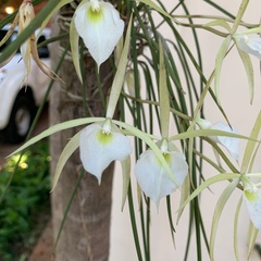 Brassavola