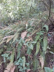 Blechnum parrisiae