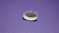 Diodora cayenensis image