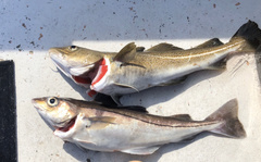 Haddock photo 4