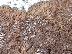 Anaptychia runcinata