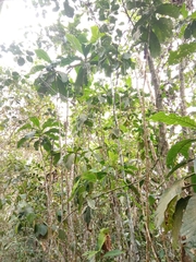 Anthocleista grandiflora