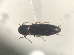 Dalopius vagus