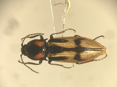 Selatosomus pulcher