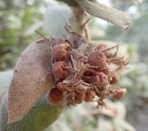 Santa Cruz Manzanita fruiting