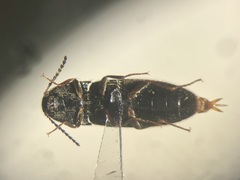 Ampedus mixtus