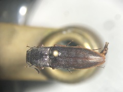 Actenicerus cuprascens