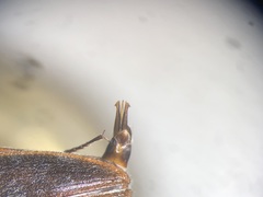 Actenicerus cuprascens