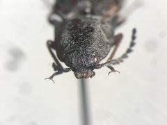 Actenicerus cuprascens