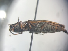 Actenicerus cuprascens